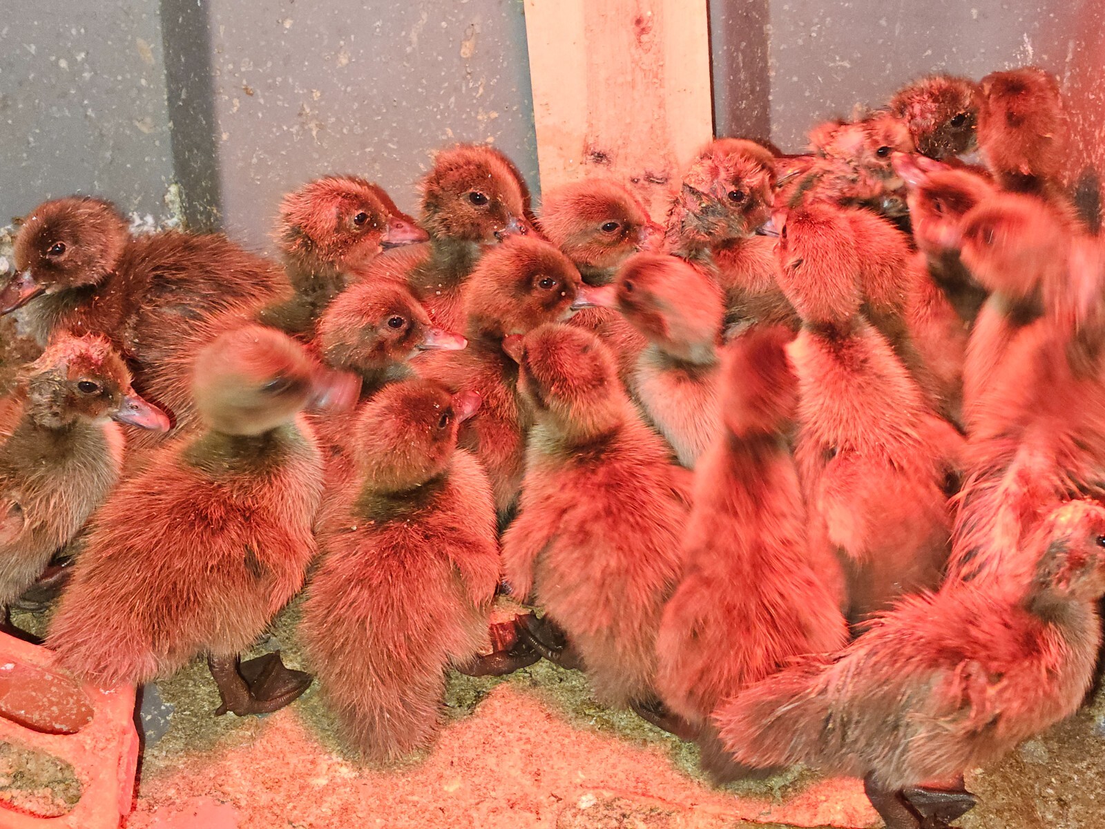 12+3 Khaki Campbell Fertile Hatching Eggs