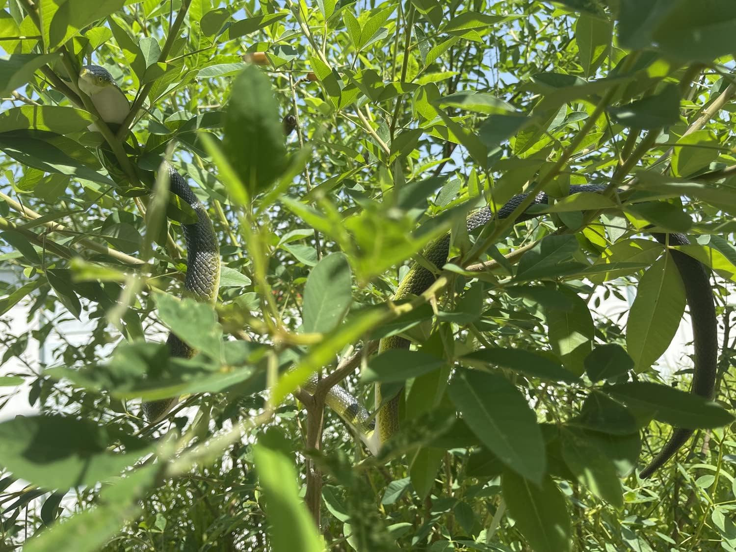 Realistic Rubber Snake - Scary Fake Snake for Bird Deterrent, Large Black Cobra