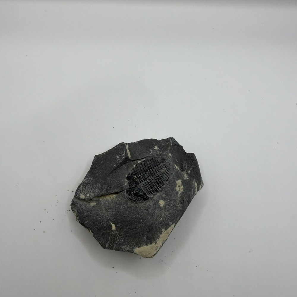 Trilobite Fossil excellent condition