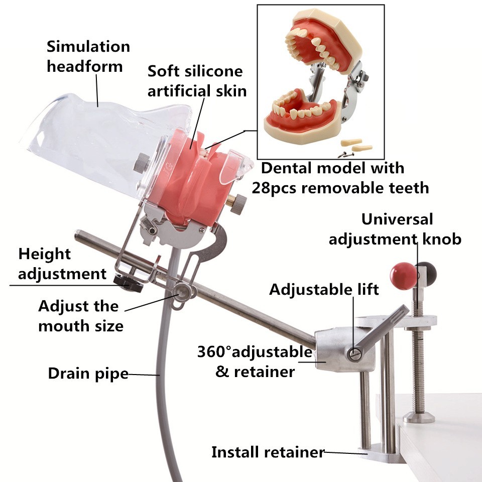 Desktop Mounted Dental Manikin Phantom Head Simulator Head Model for Training US