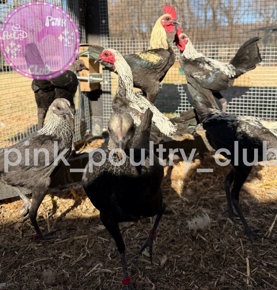 6 RARE high quality Modern hatching Eggs Black Birchen Splash Silver Blue