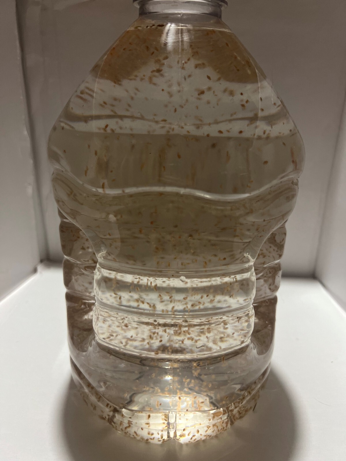 2500 Daphnia Magna (Clean Indoor Culture) Buy 2 get 1 free!