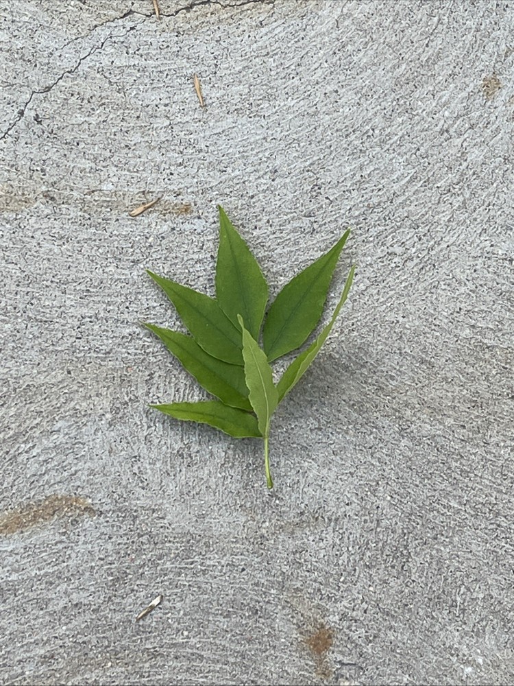 Leaf