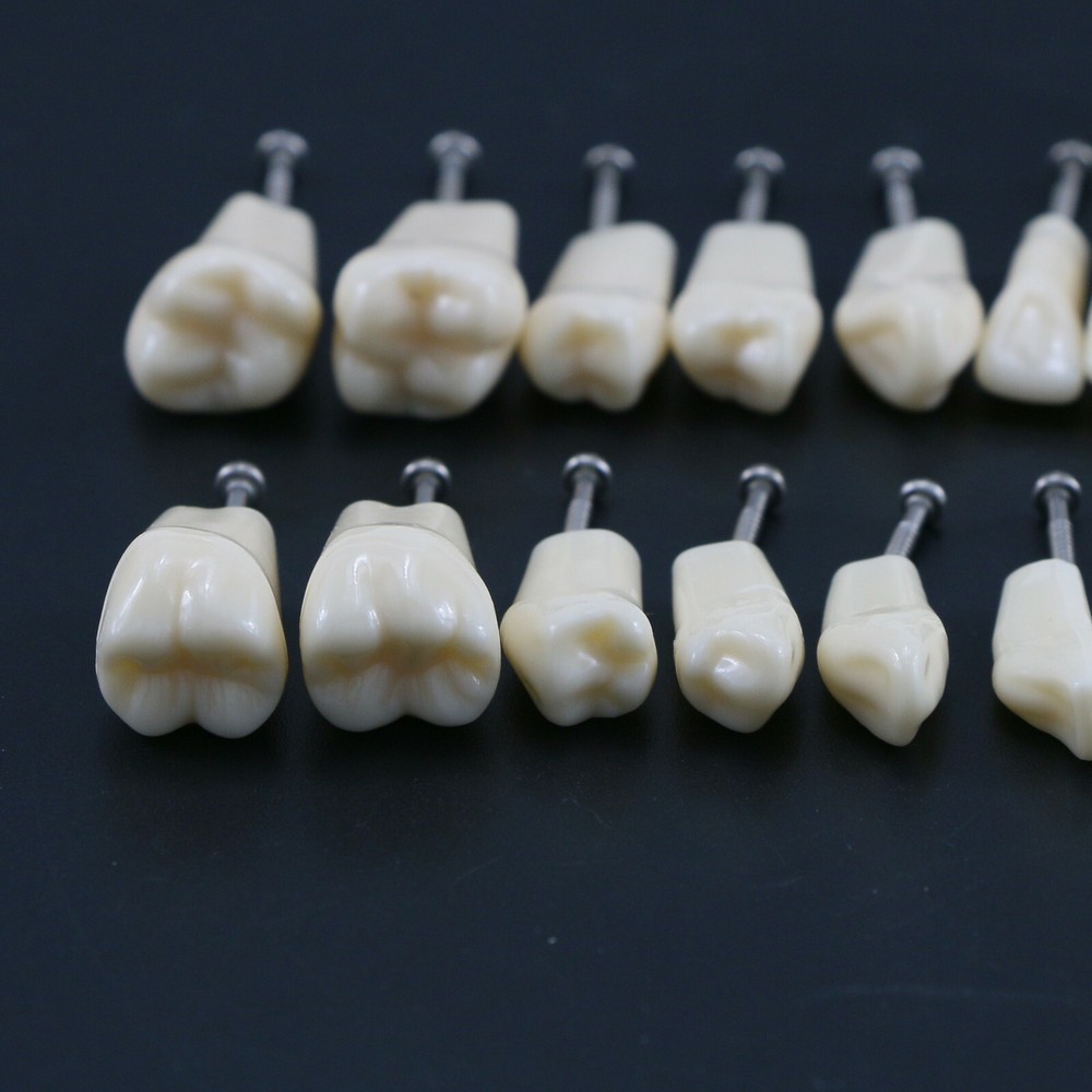 28Pcs Replacement Teeth Upper Lower For Typodont Teeth Model Frasaco AG3 Type US