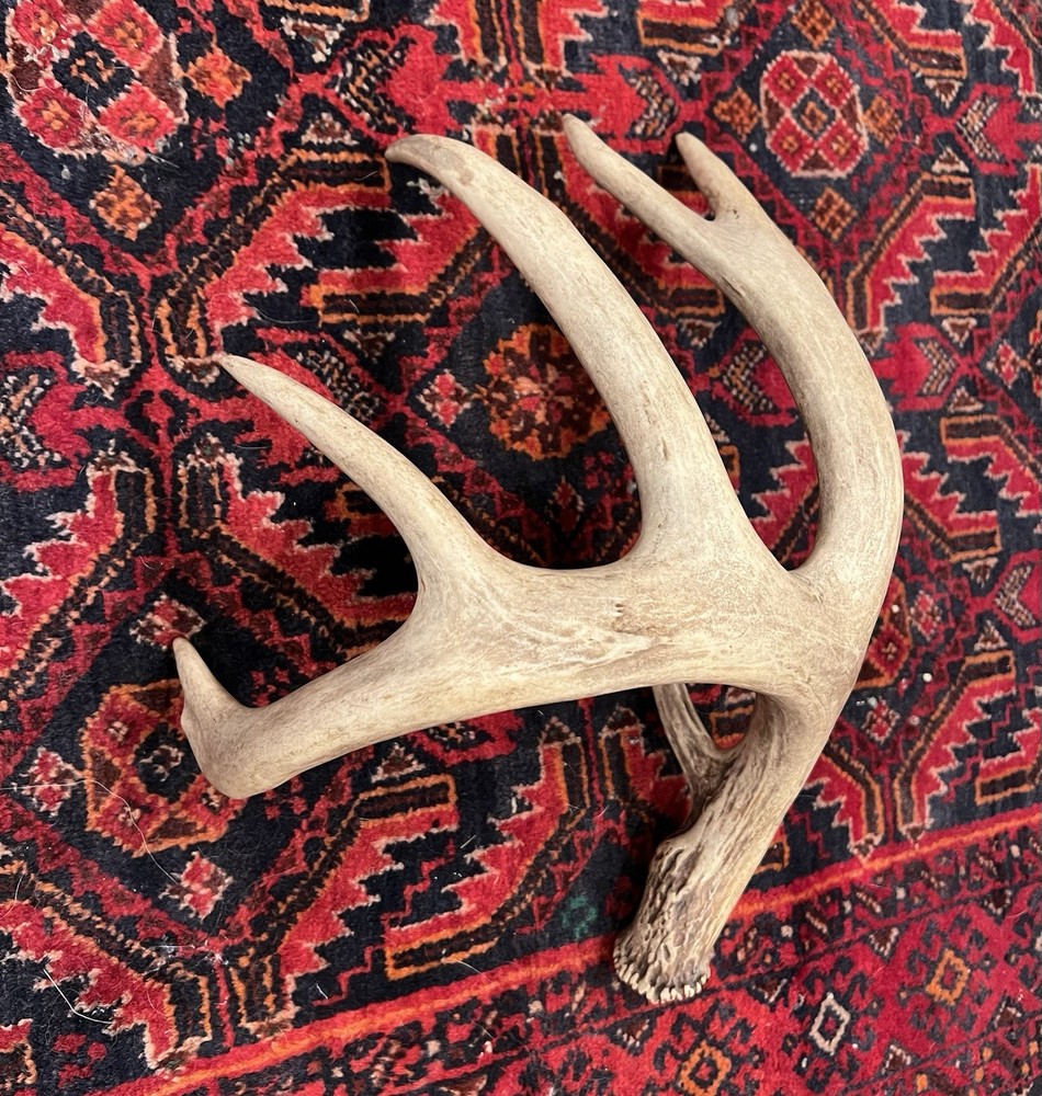 Three Large Wild Whitetail Antler Sheds