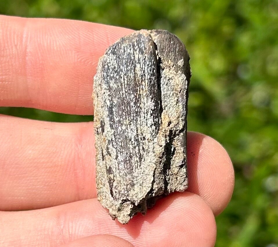Fossil Horse Tooth Equus Pleistocene Ice Age Mammal Texas City Dike