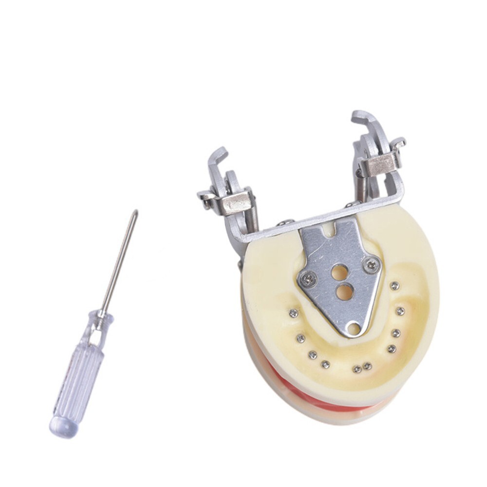 Children Deciduous Tooth Preparation Teach Model 24 Teeth Removable Replaceable