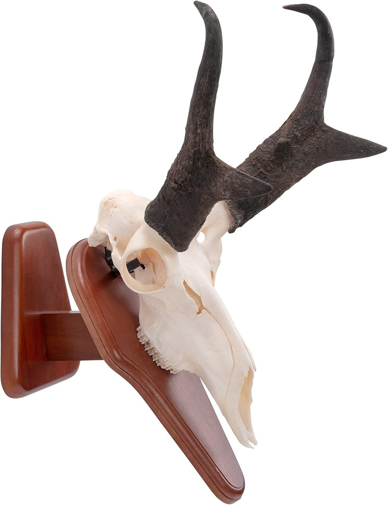 EZ Skull Mount Presentation Pedestal & Plaque