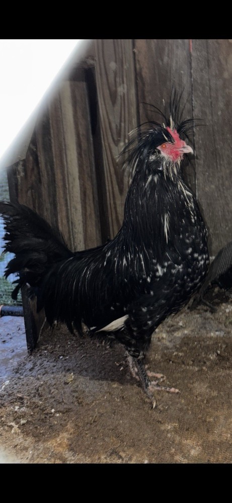 🥚 6+ Extremely Rare pure bred Mottled Houdan Hatching Eggs