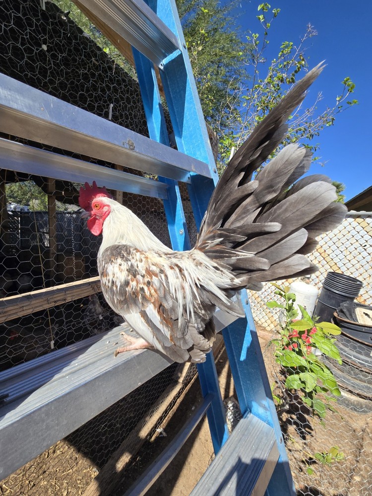 Blue Silver Kikiriki Rooster