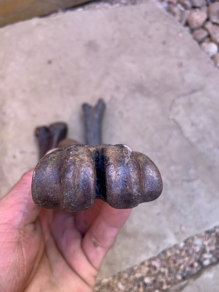 Fossilized, Bison, Bones