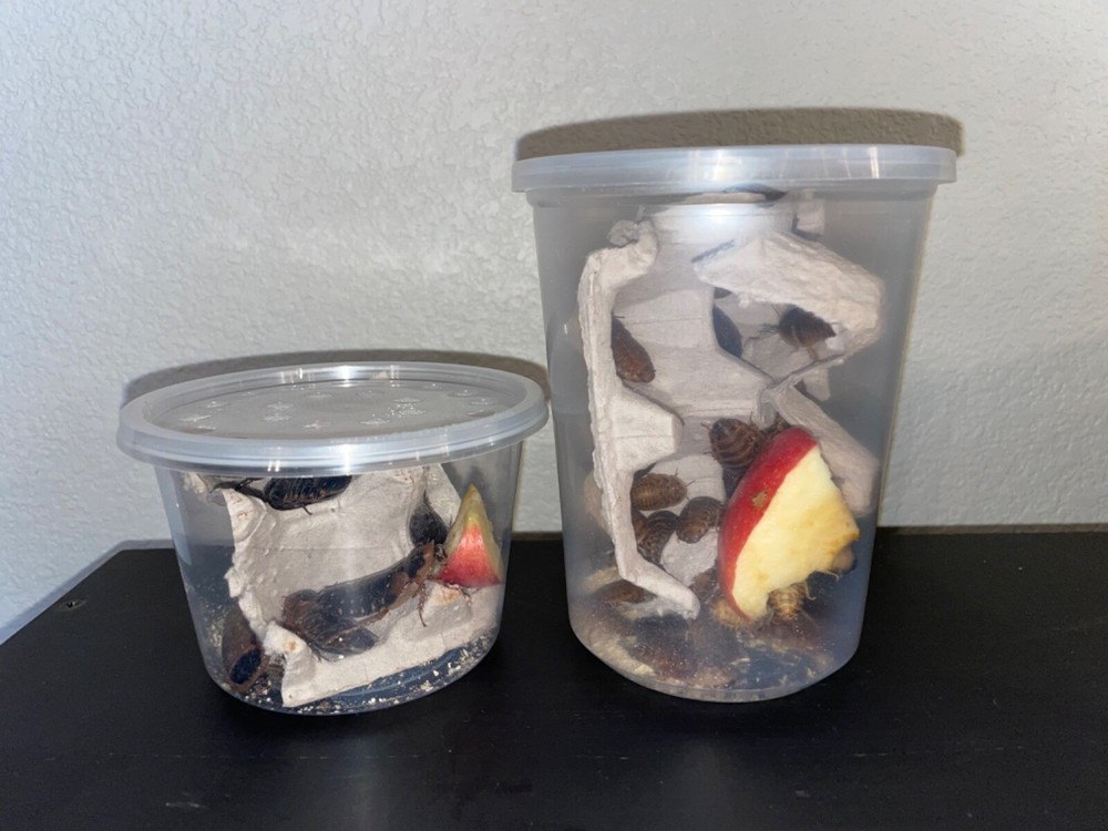 Dubia Roaches - Free Shipping