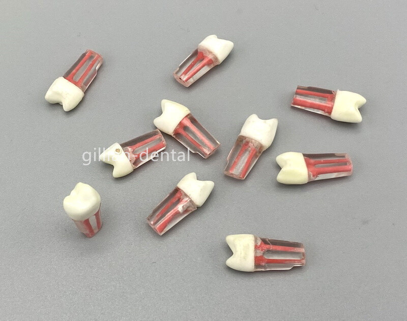 #24 Dental Study Practice Model Root Canal Teeth Endodontic Pulp RCT End File