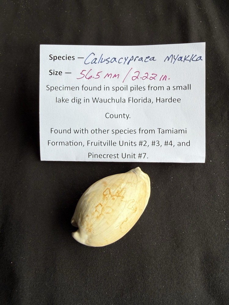EXTINCT fossilized Cowrie shell from central Florida..Pliocene era.