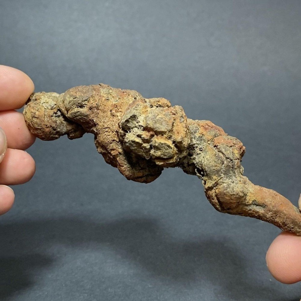 Copralite, Fossilized Turtle Poop #3