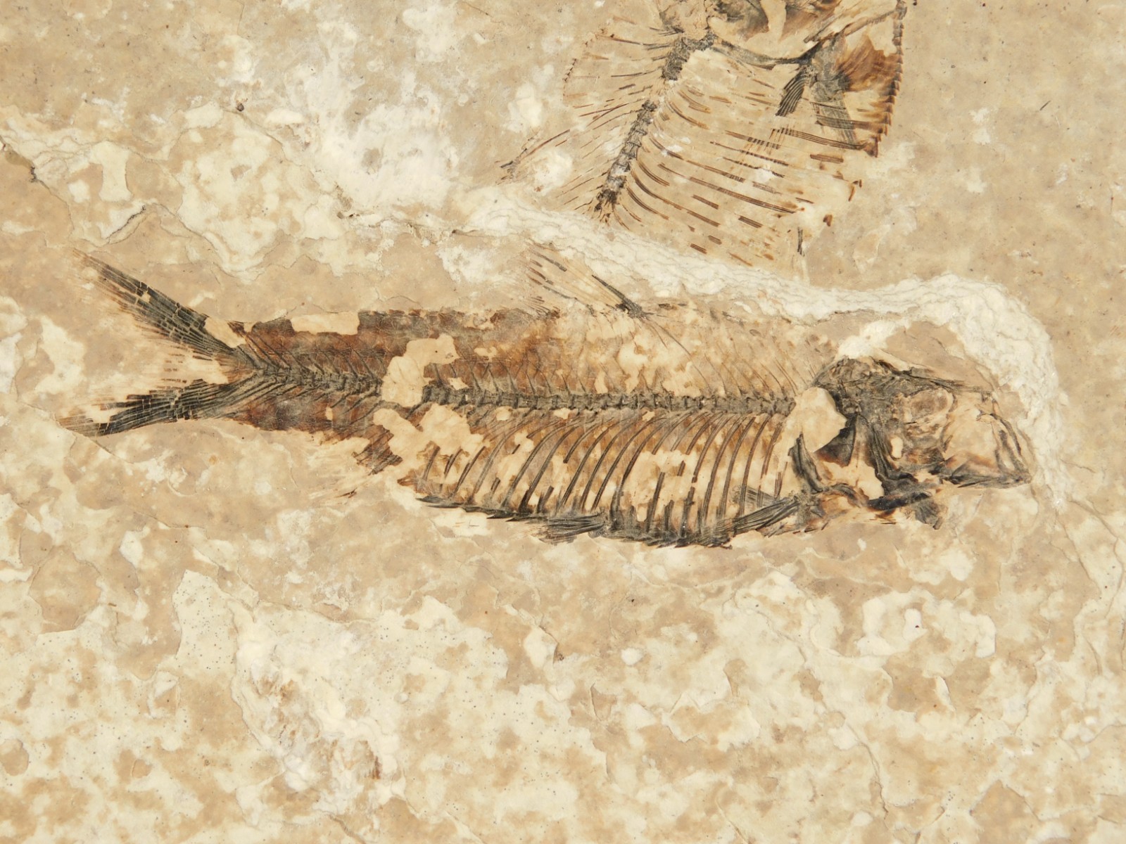 Rock AQUARIUM THREE! 100% Natural Knightia FISH Fossils From Wyoming! 291gr