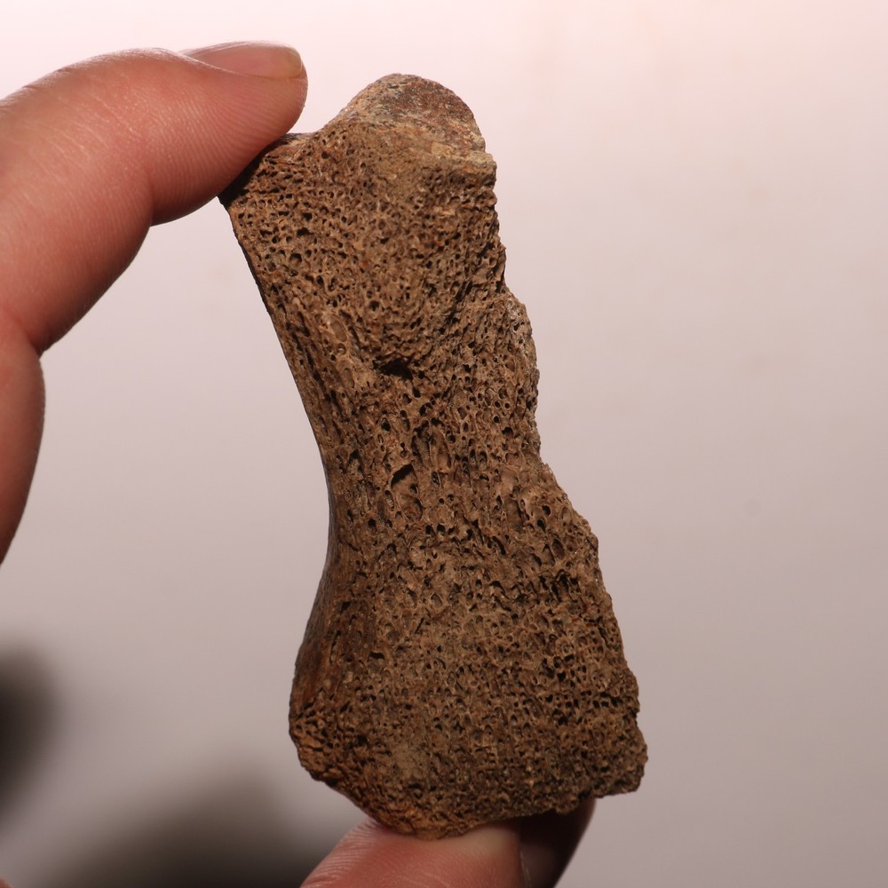 Dinosaur Vertebra Partial - Nice Sized - Hell Creek Formation CRETACEOUS Great
