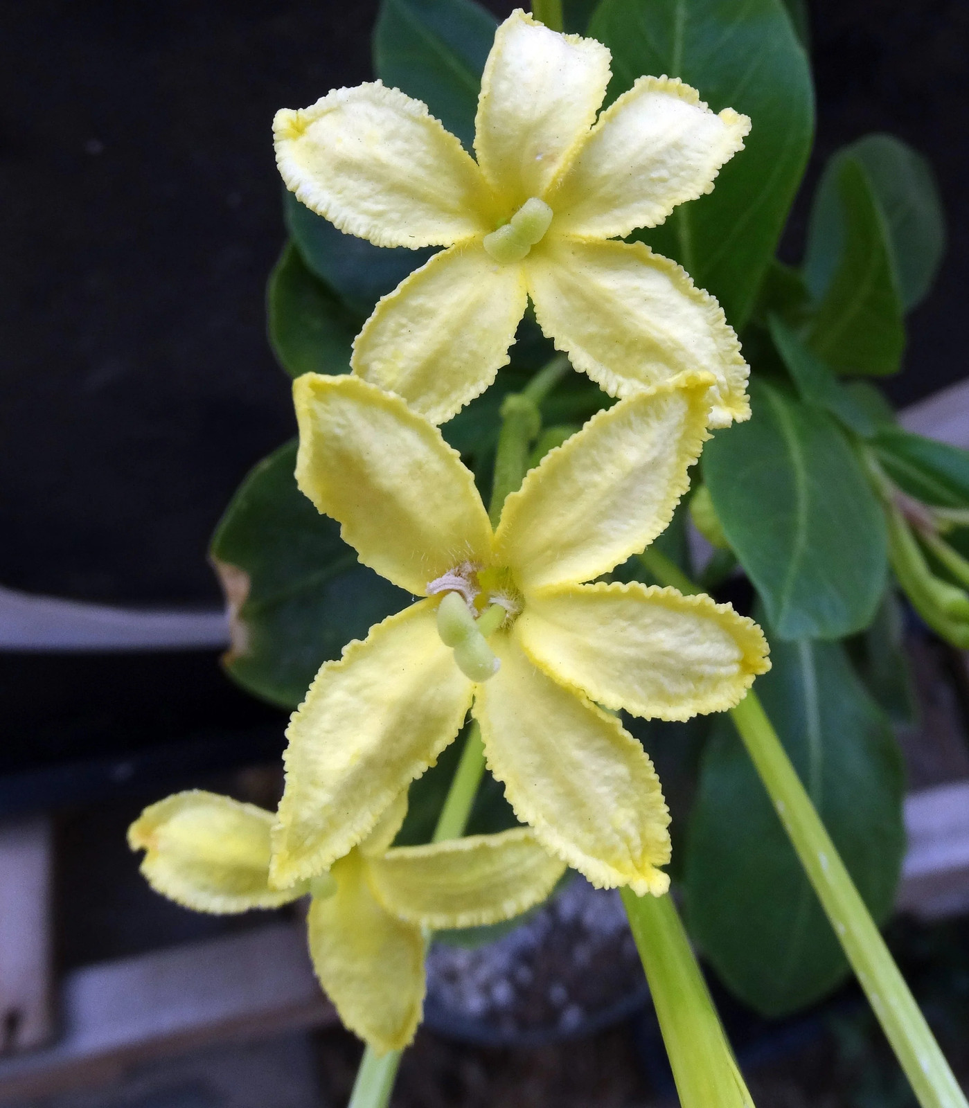 Brighamia insignis