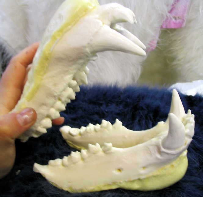 Medium reproduction polar bear teeth jaws cast REPLICA
