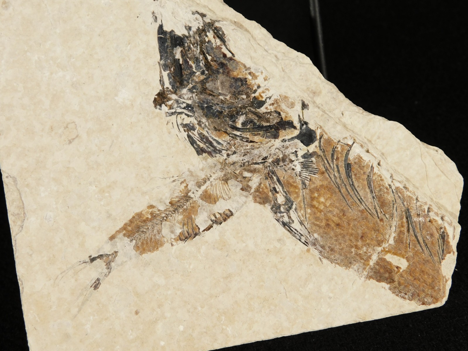 TWO! 100% Natural Knightia FISH Fossils From Wyoming! 282gr