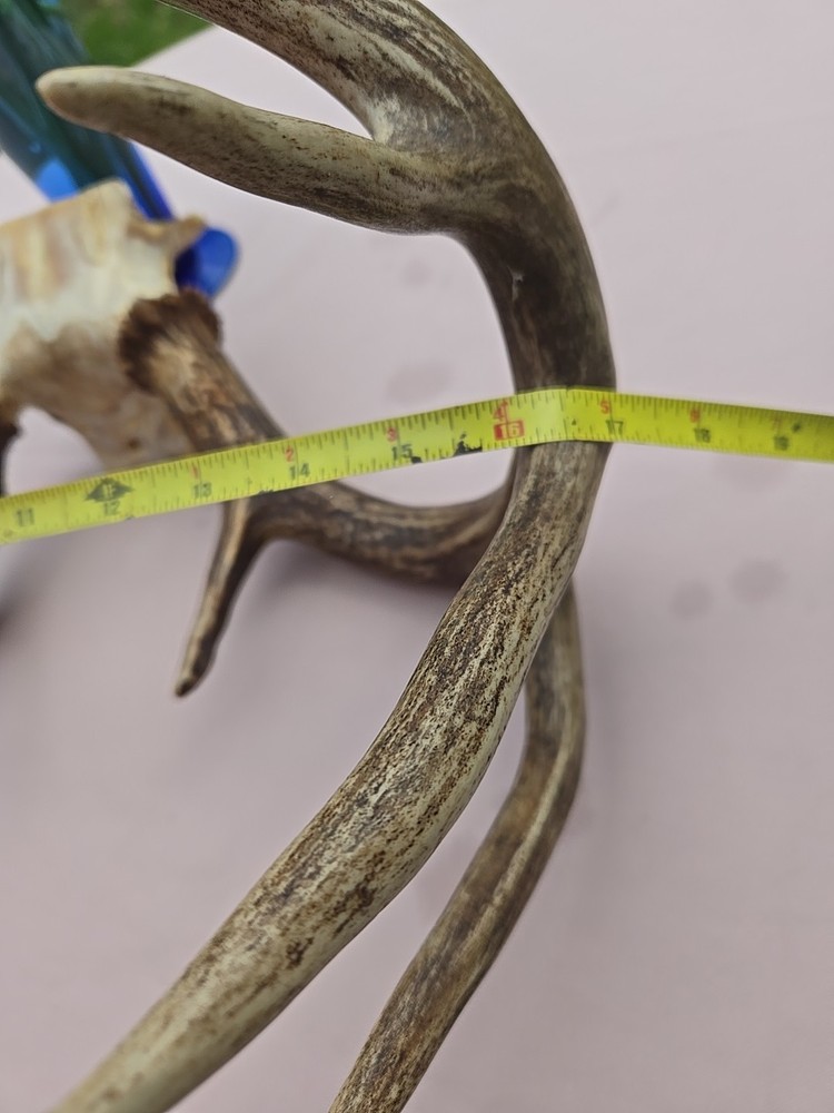 Deer Antlers