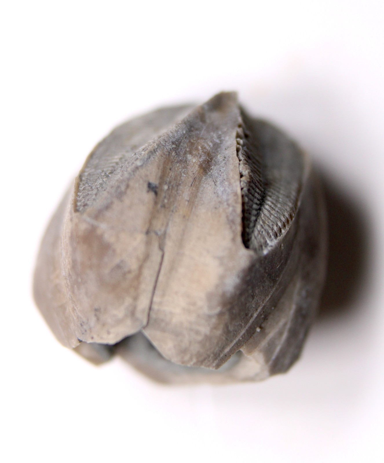 Pentremites Blastoid Fossil Kentucky Mississippian Glen Dean Fm Carboniferous