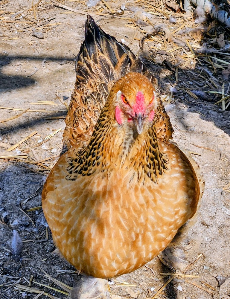 Hatching Eggs Buff Brahma 5+