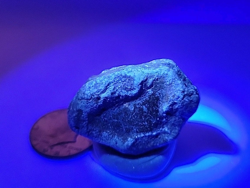 Real Permineralized Reptile Egg Fossil