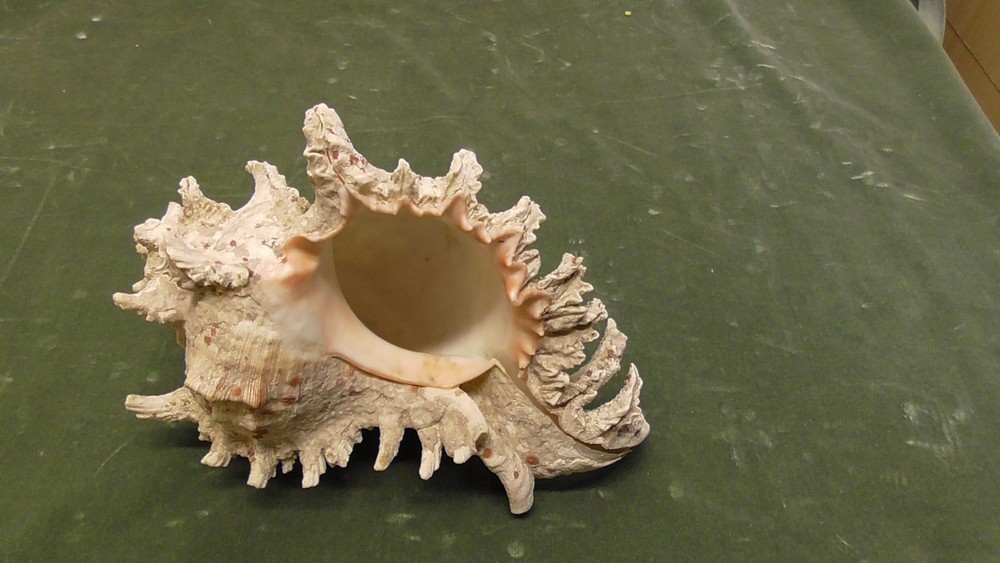 White Natural Conch Seashell Real Shell Aquarium Large