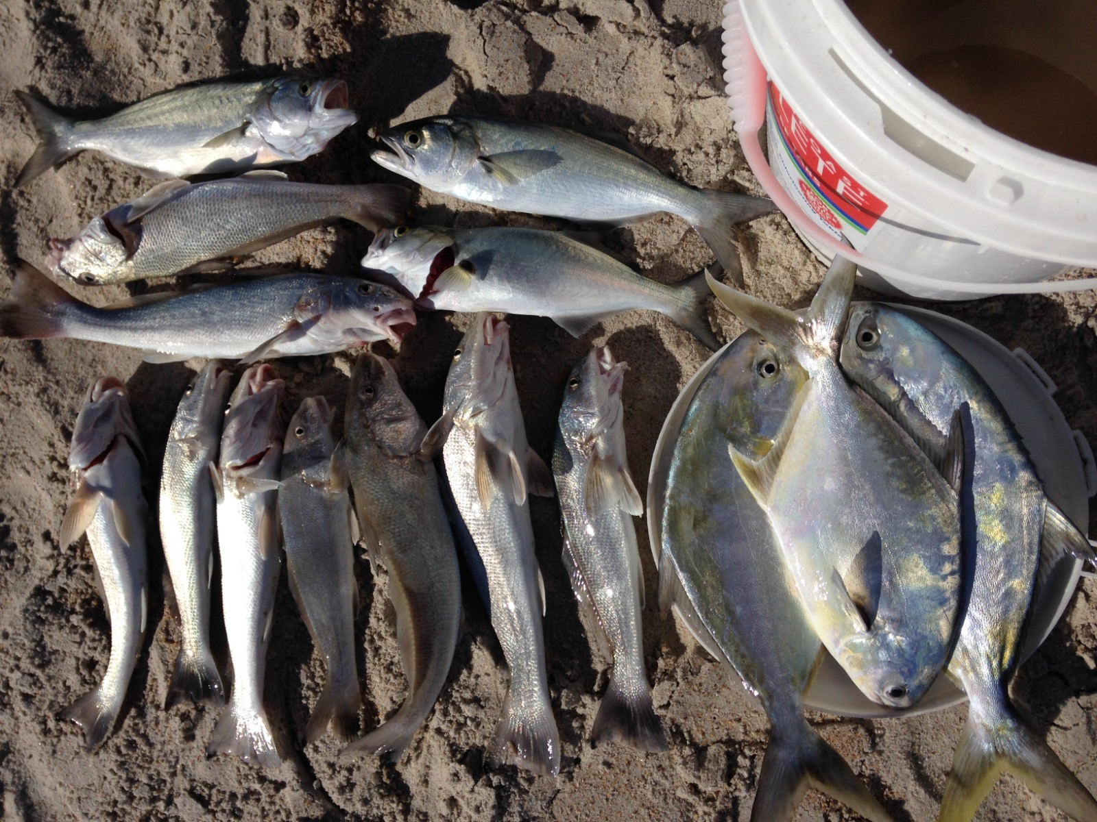 Premium Pompano Rig "Sand Flea-Coquina Clam" Fishing Rigs Pompano Whiting Spots