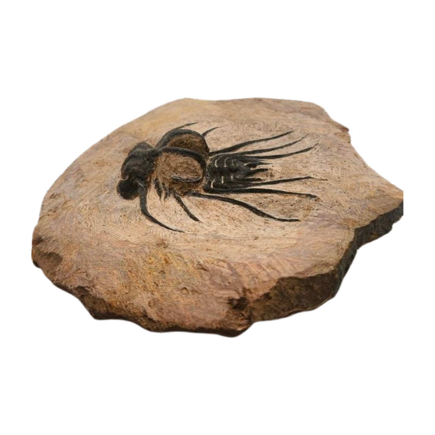 Dicranurus Trilobite Fossil
