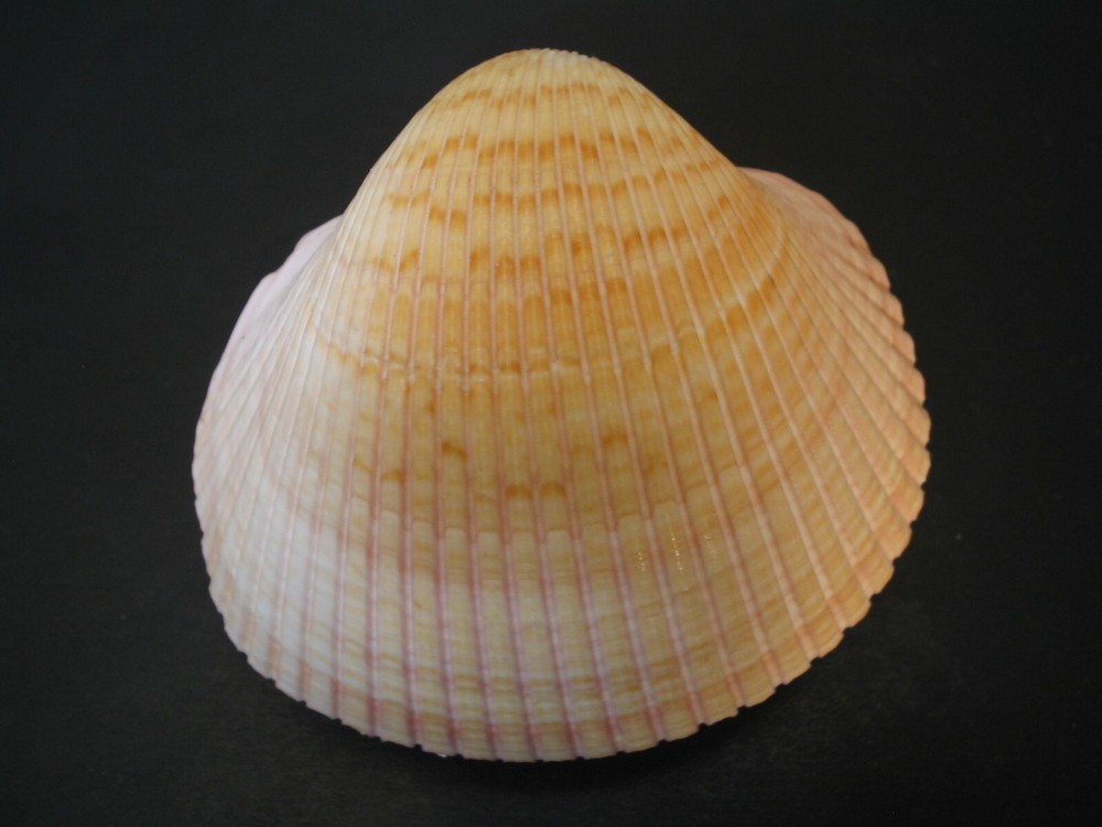 WoW Form...PLAGIOCARDIUM PSEUDOLIMA~72.1mm~Kenya SEASHELL