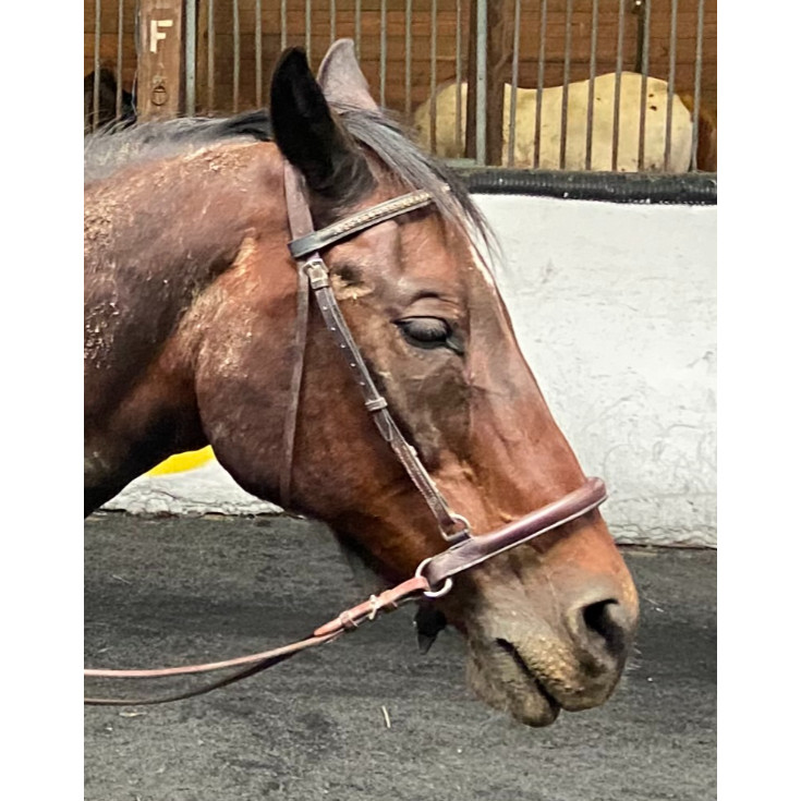 Exselle Elite Jumping Hackamore