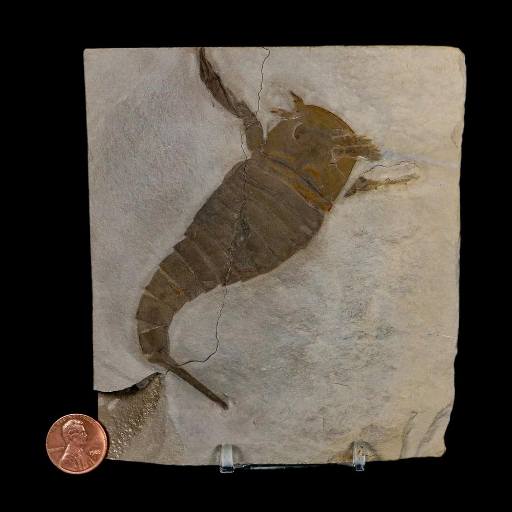 4.2" Eurypterus Sea Scorpion Fossil Eurypterid Silurian 420 Mil Yrs Old New York