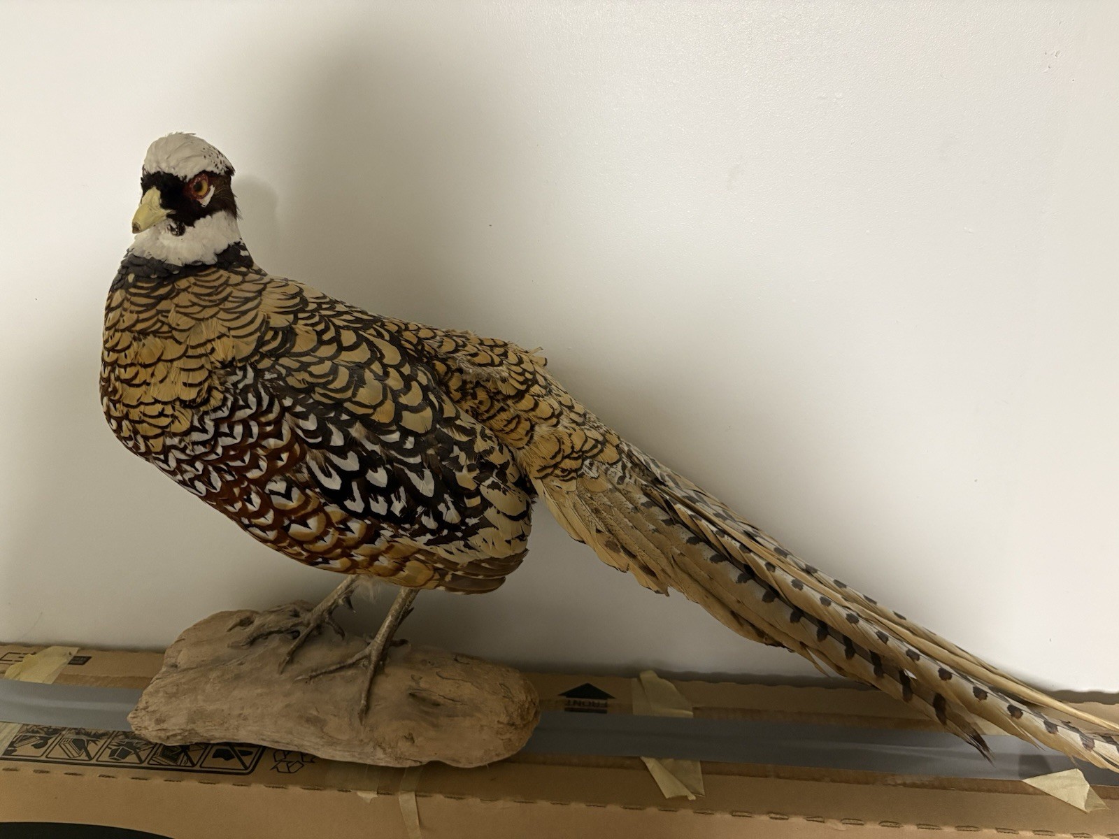 Vintage Reeves' Pheasant Taxidermy, the Tip Of The Beak Is Broken Off