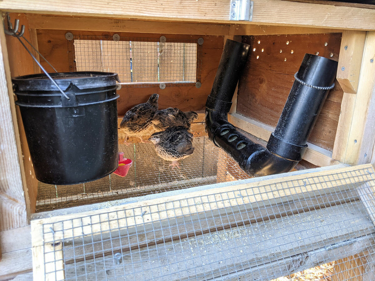 Backyard Quail Coop Plans: The Quail Hutch Plan (eBook on USB Flash Drive)