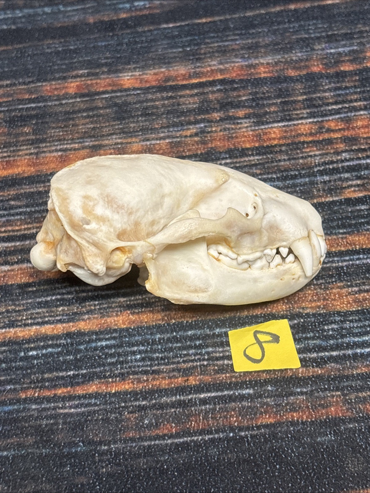 Real XL Badger Skull Unique Gift Halloween Craft Animal Mount Art Model Head Odd