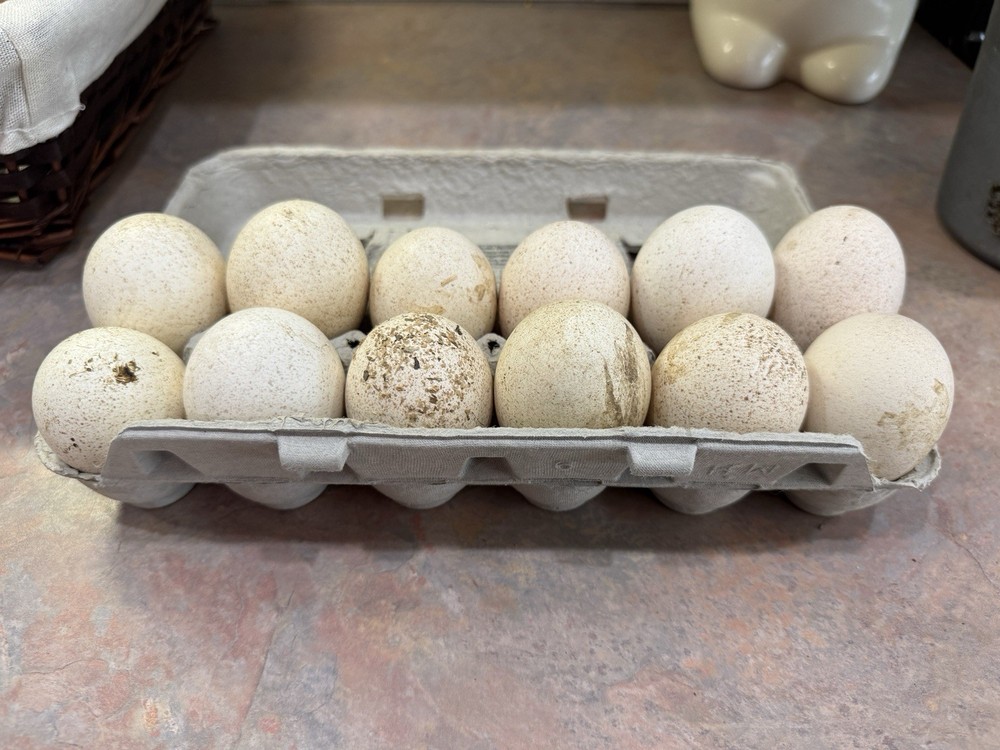 6 + 1 Heritage Blue Slate Turkey Hatching Eggs