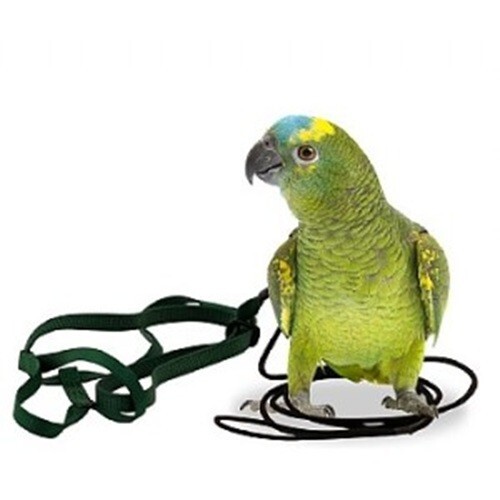 THE AVIATOR PARROT HARNESS & LEASH - SMALL - GREEN