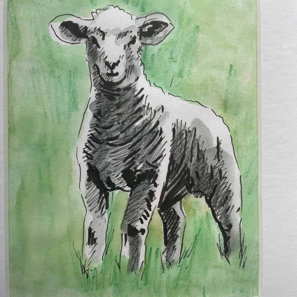 Original Sheep And Lamb Mounted Drawings X 3