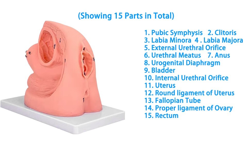 1PC Female Urethral Catheterization Train Simulator Model Medicine Improve Skill