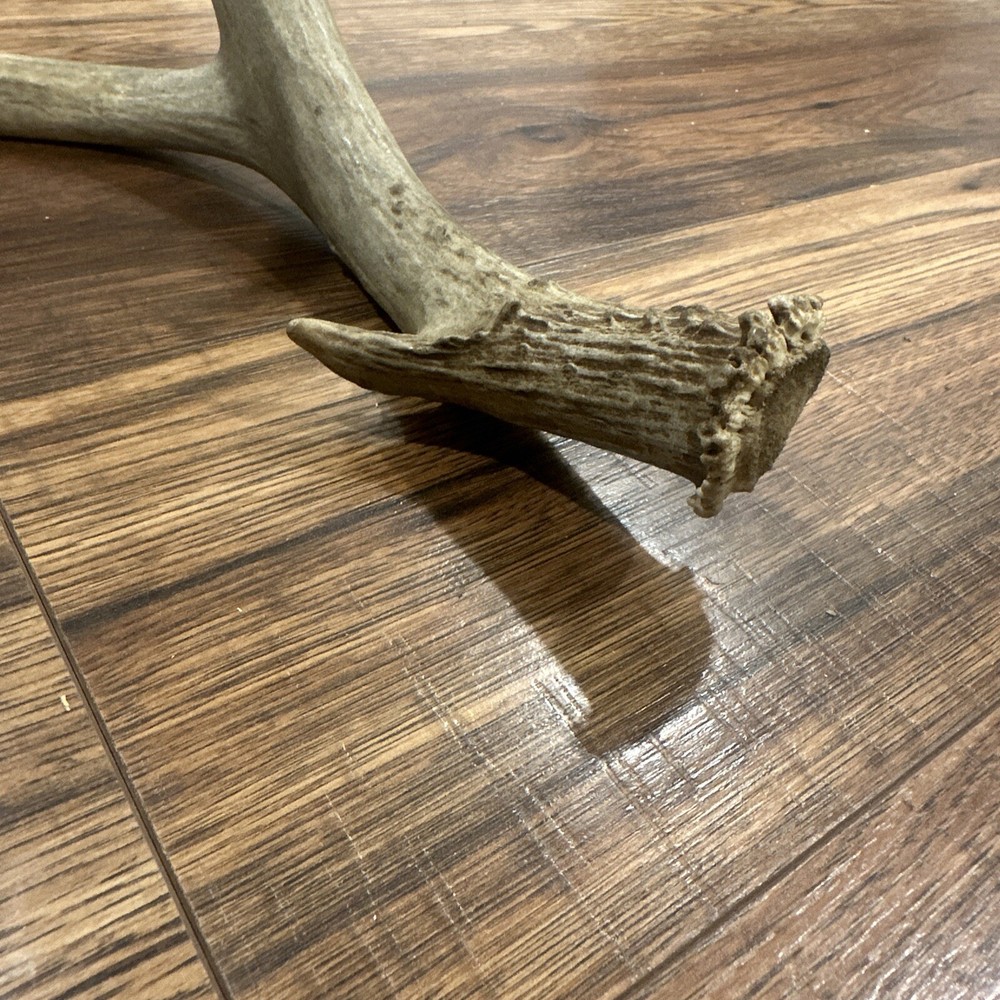 Mule Deer Antler Dog Chew Or Knife Handle