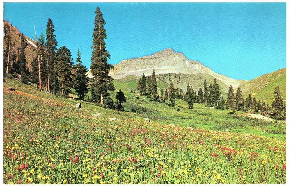 SUMMERTIME IN MOUNTAIN MEADOWS, OURAY, CO - PC2746