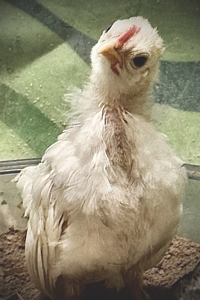 18++Small/Micro A&B SERAMA Hatching Eggs