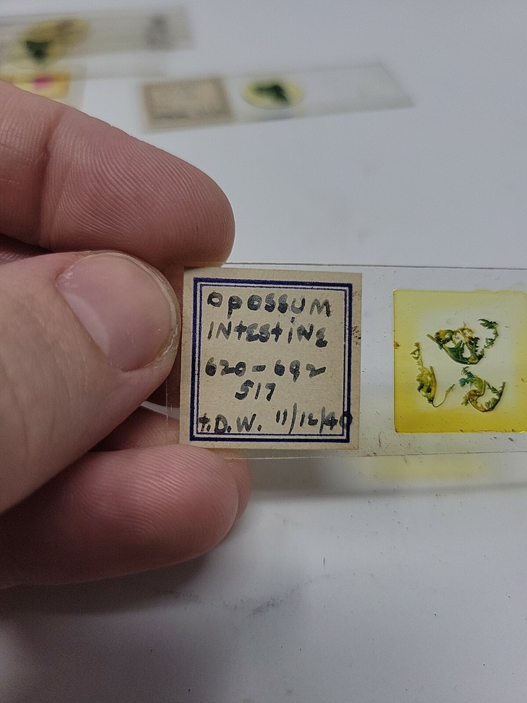 Vintage Microscope Slide 1940