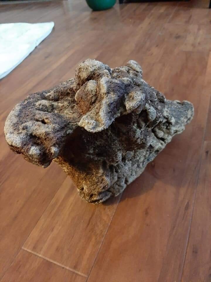 fossil snake sandstone and bone found Fort Mill SC 