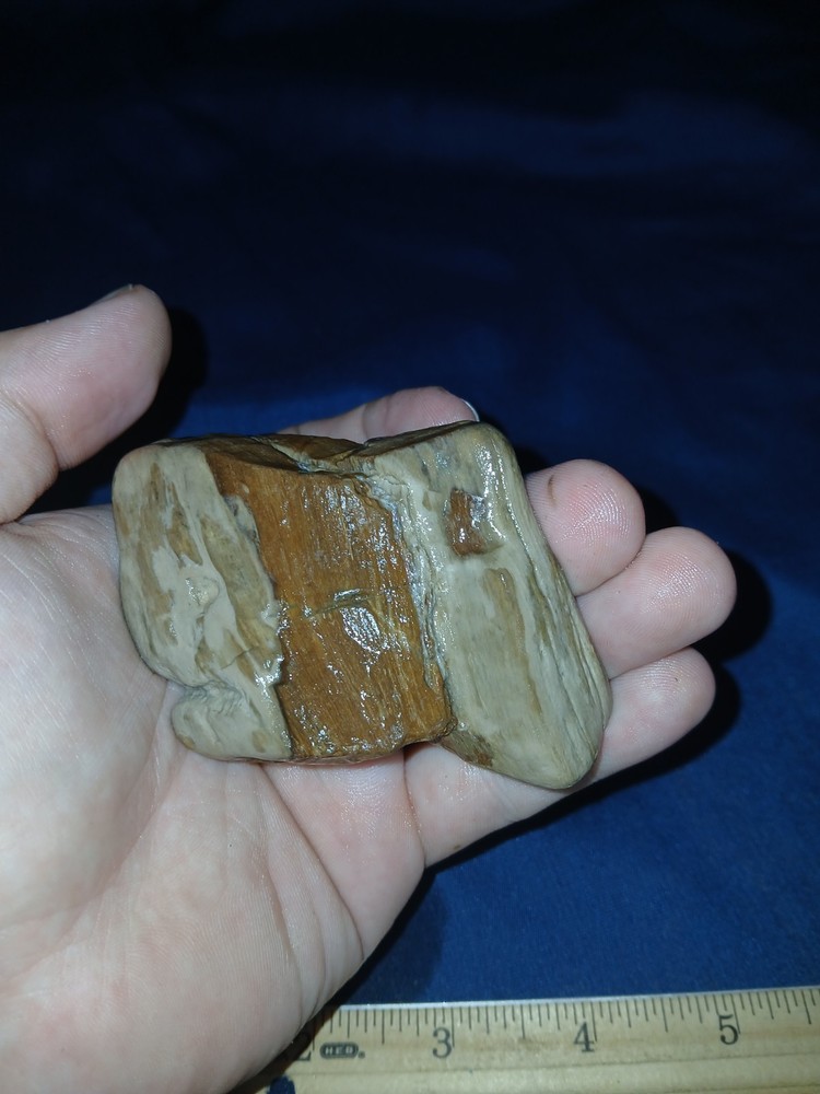5 oz Texas Petrified Wood