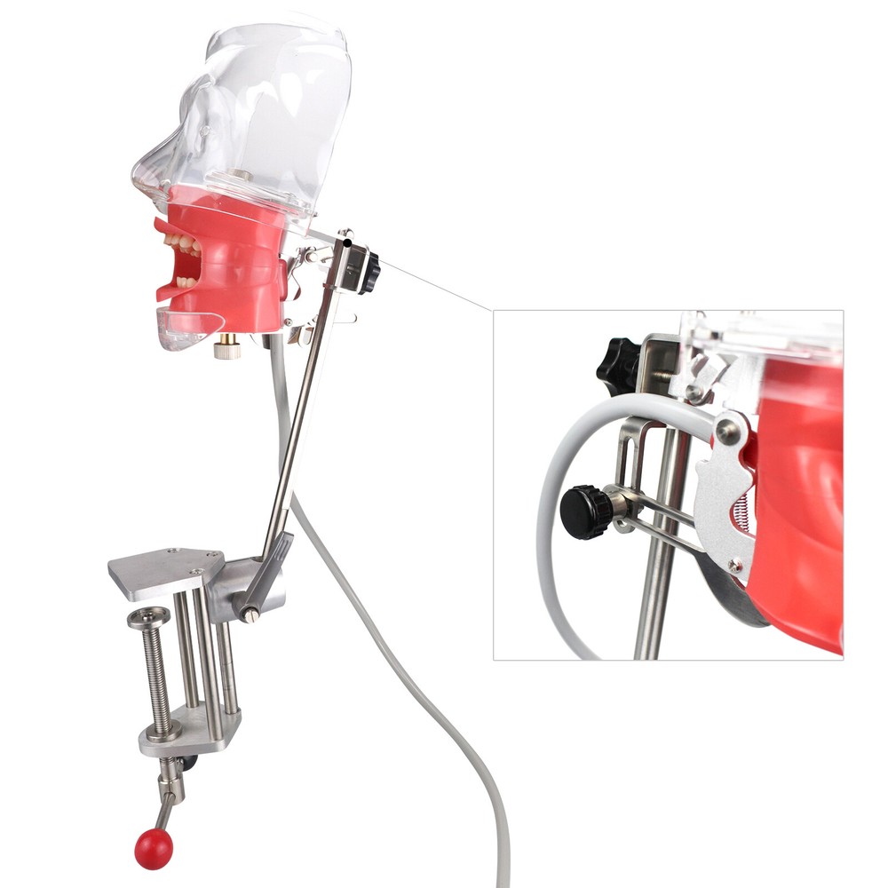 Dental Silicone Phantom Head Model&Replacement Manikin Teeth Model Fixed on Desk