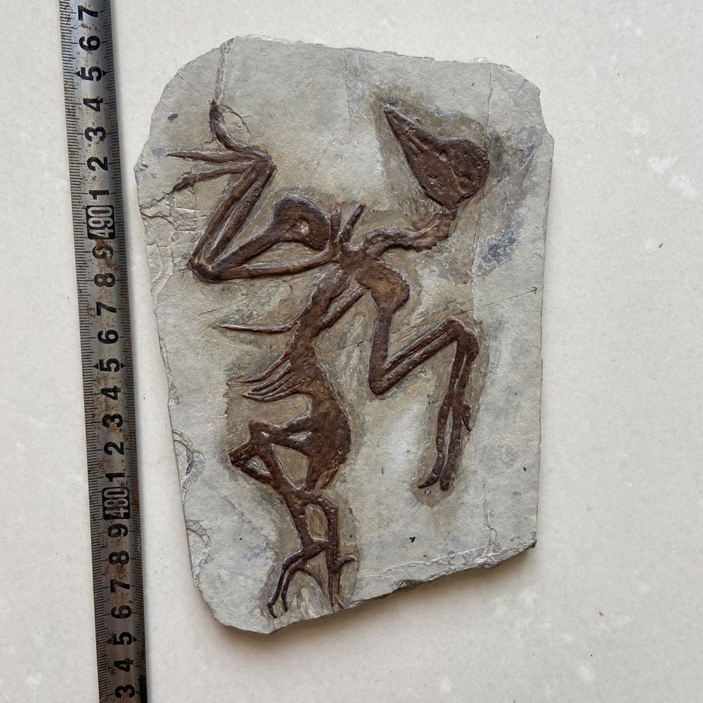 Unique and authentic paleontological fossil A66