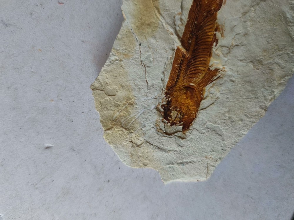 Unique and authentic fish fossils A03